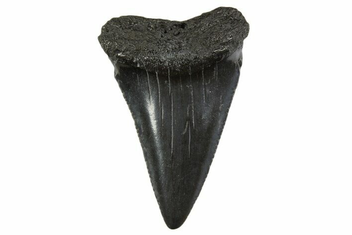 Fossil Great White Shark Tooth - South Carolina #340325